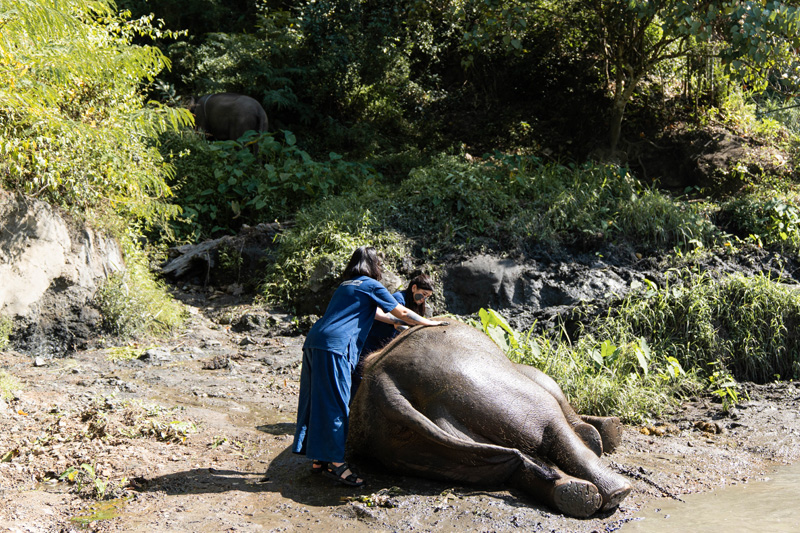 Volunteer With Elephants