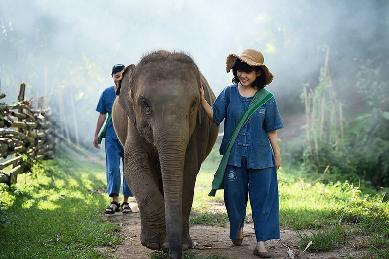 2 hours Walking With Elephants