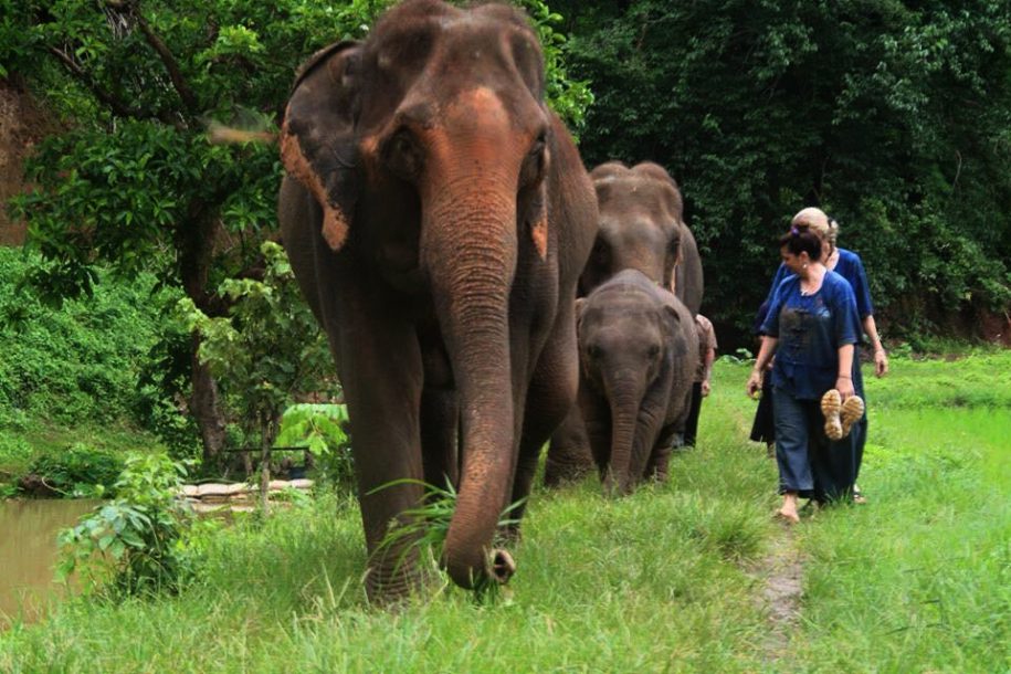 1 Day Walking with Elephants